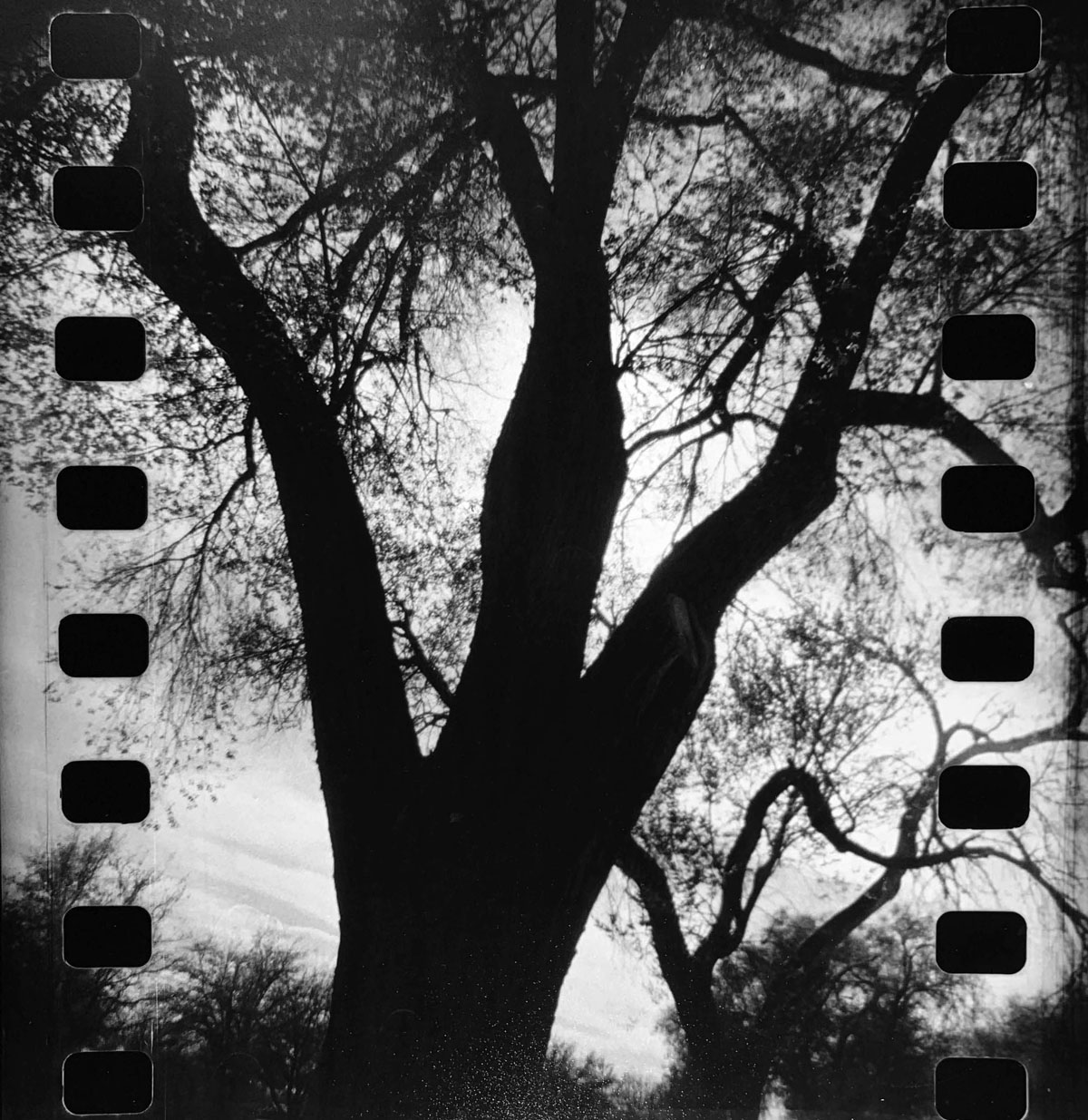 Black and white photo of a tree in the center of the image, film negative sprocket holes are visible on the sides.