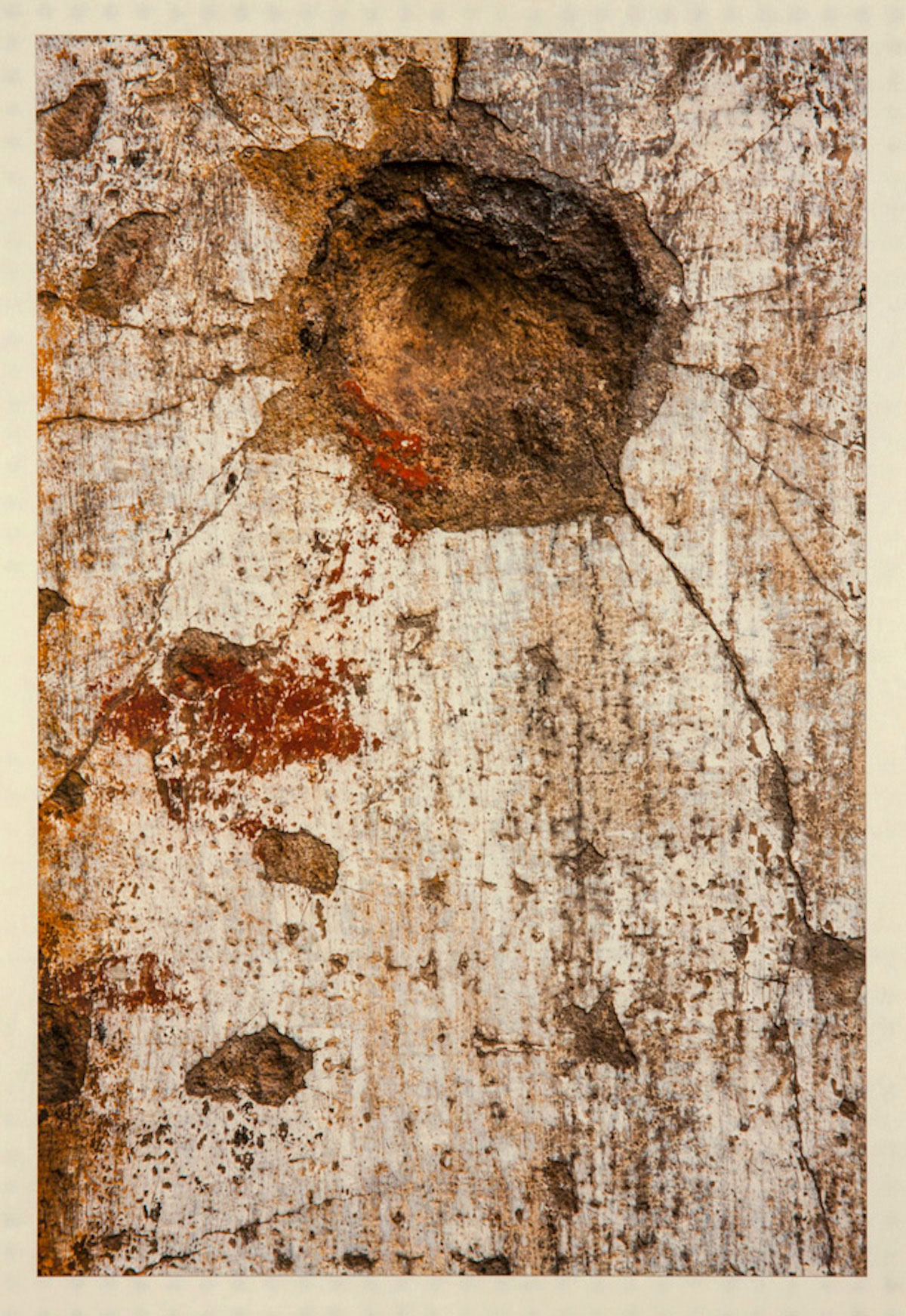 Photograph of a piece of wood or part of a tree that has pits, cracks, and holes in it. The natural colors of white, yellow ochre, brown, and sienna red create the composition.